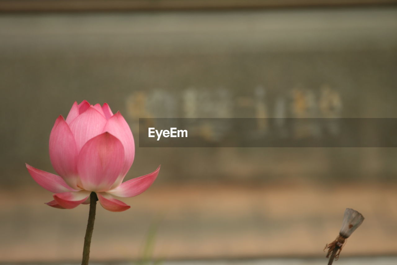 Close-up of pink water lily