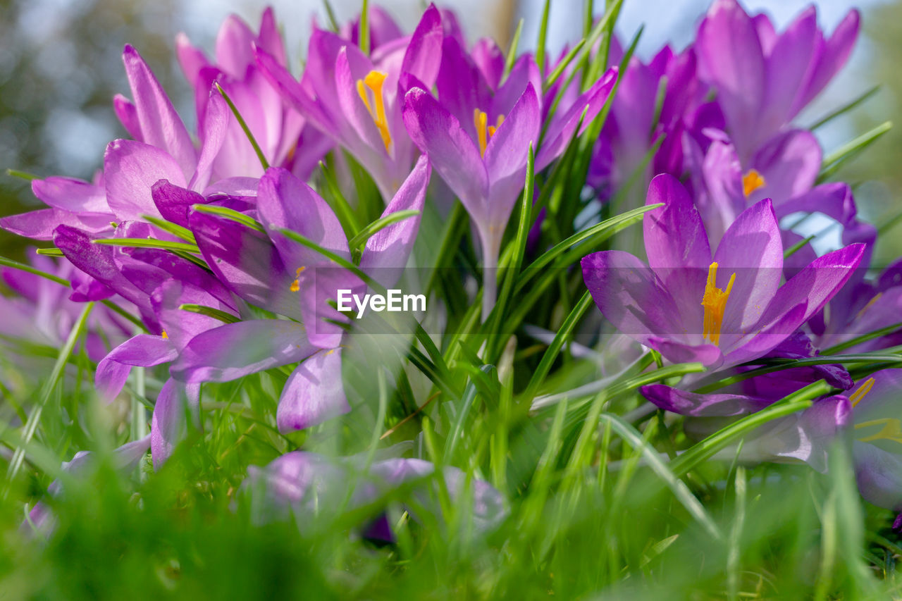 Close-up of pink crocus flowers