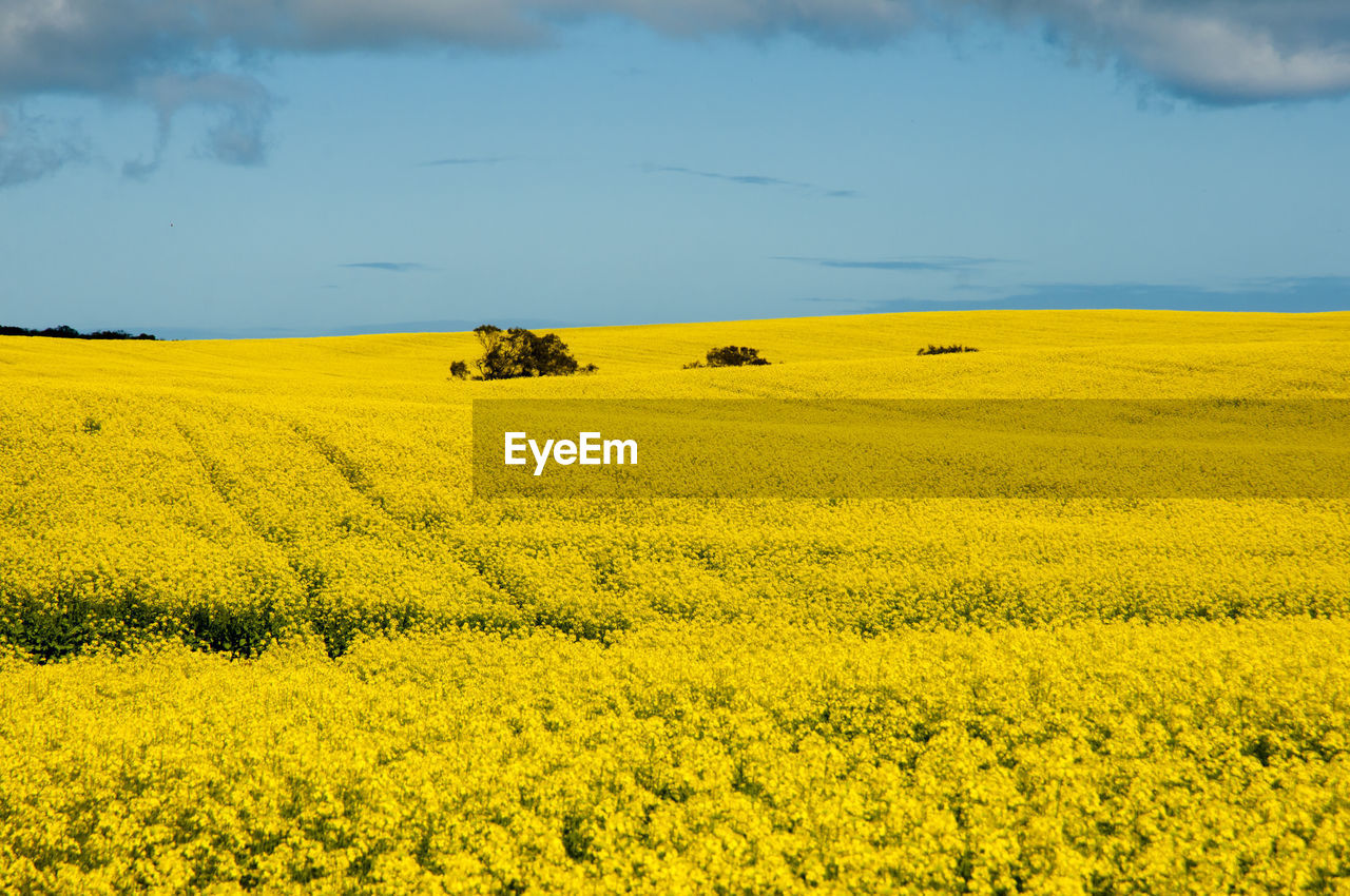 Scenic view of oilseed rape field against sky