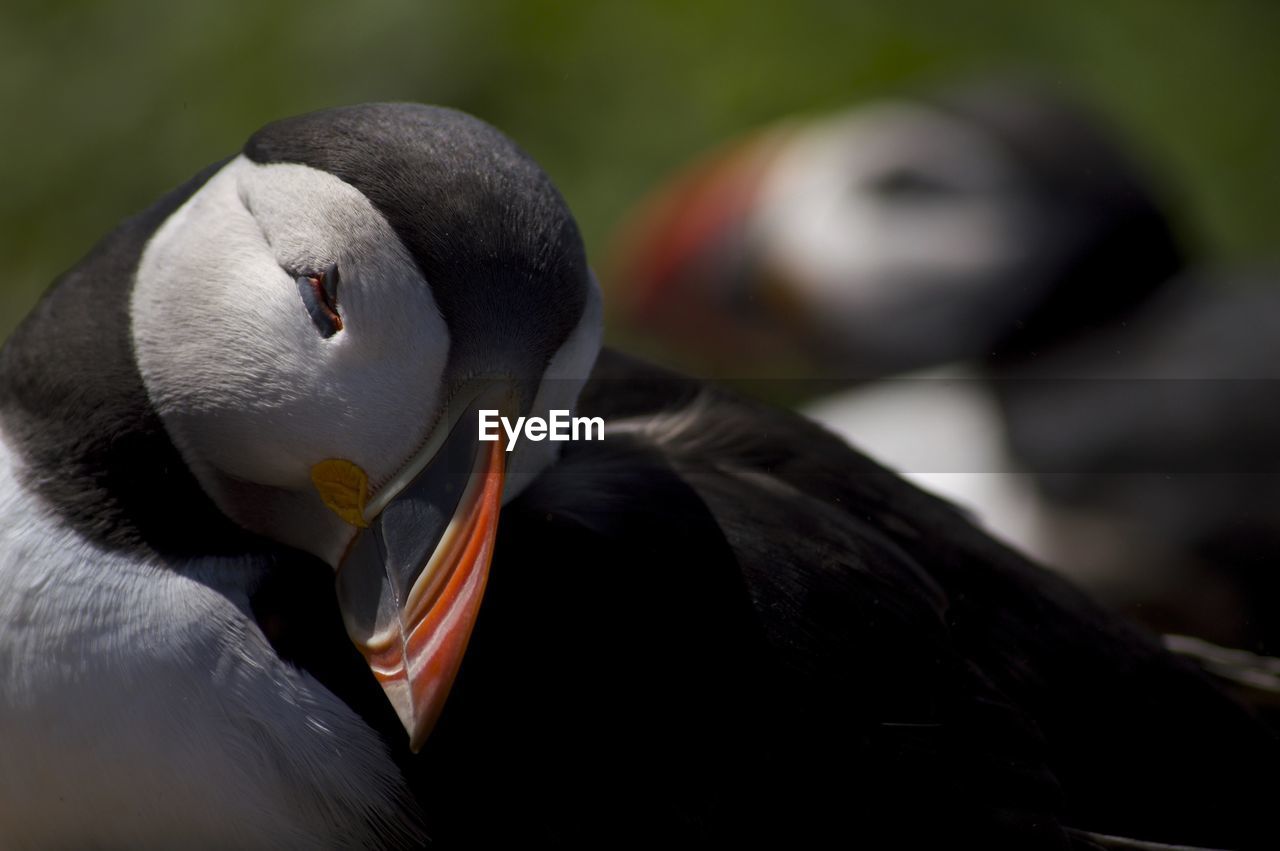 CLOSE-UP PORTRAIT OF A BIRD