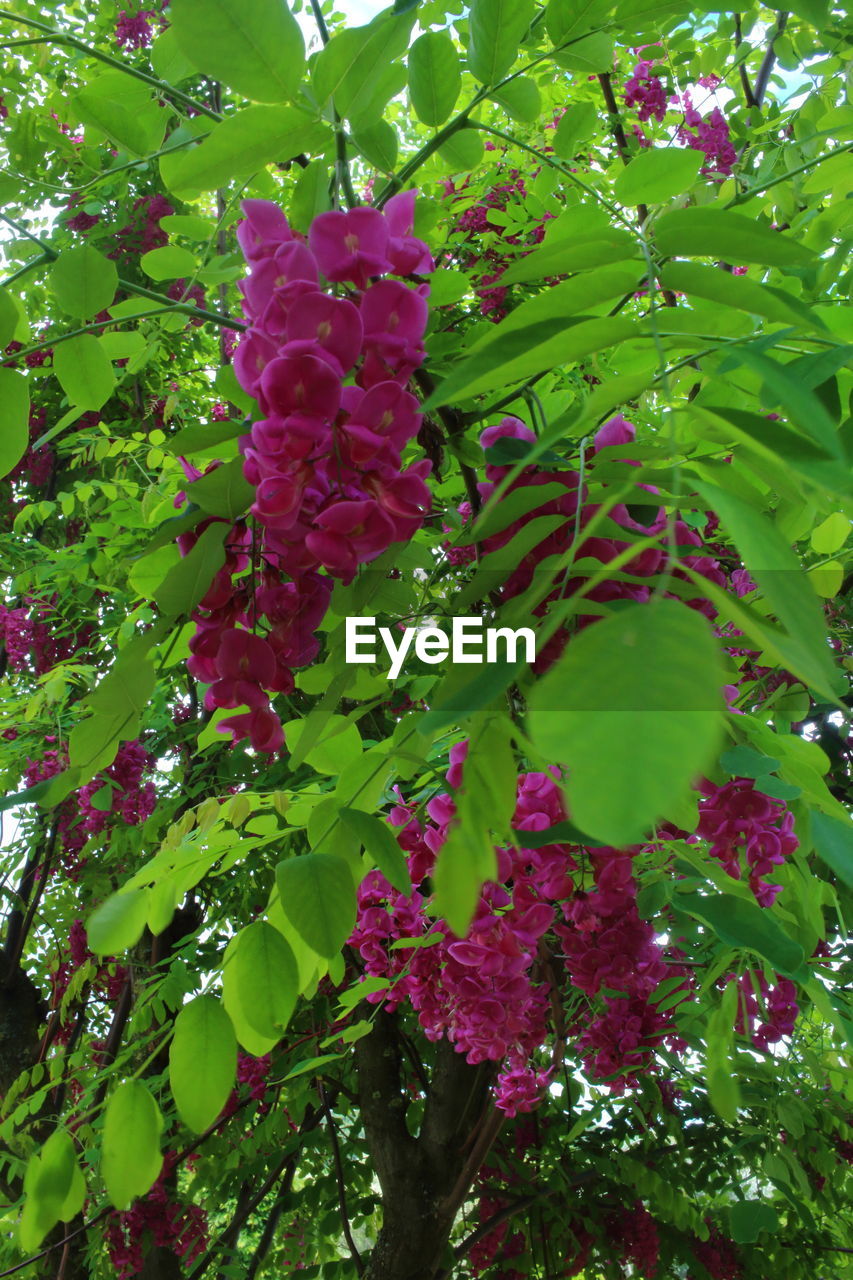 LOW ANGLE VIEW OF FLOWERING TREE