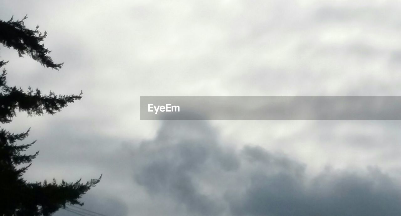 LOW ANGLE VIEW OF TREES AGAINST SKY