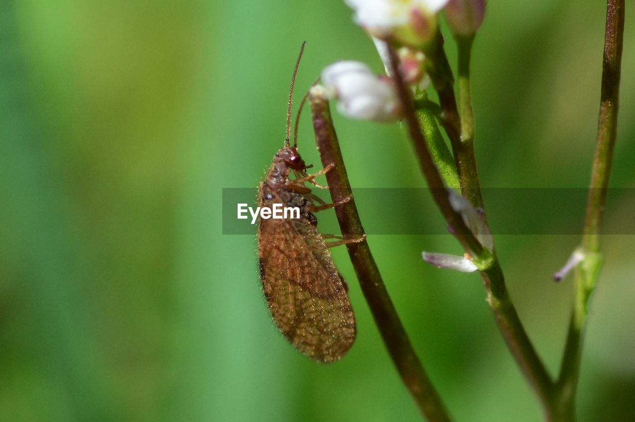 CLOSE-UP OF CATERPILLAR ON PLANT