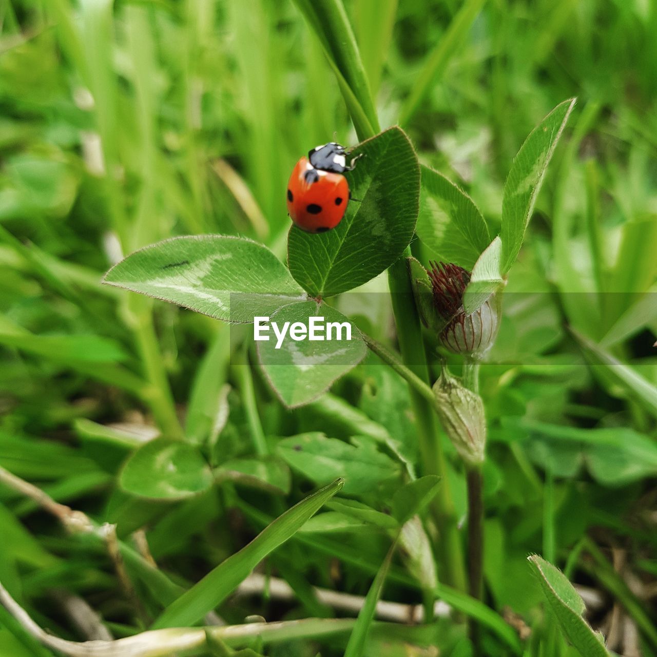 CLOSE UP OF LADYBUG ON LEAF