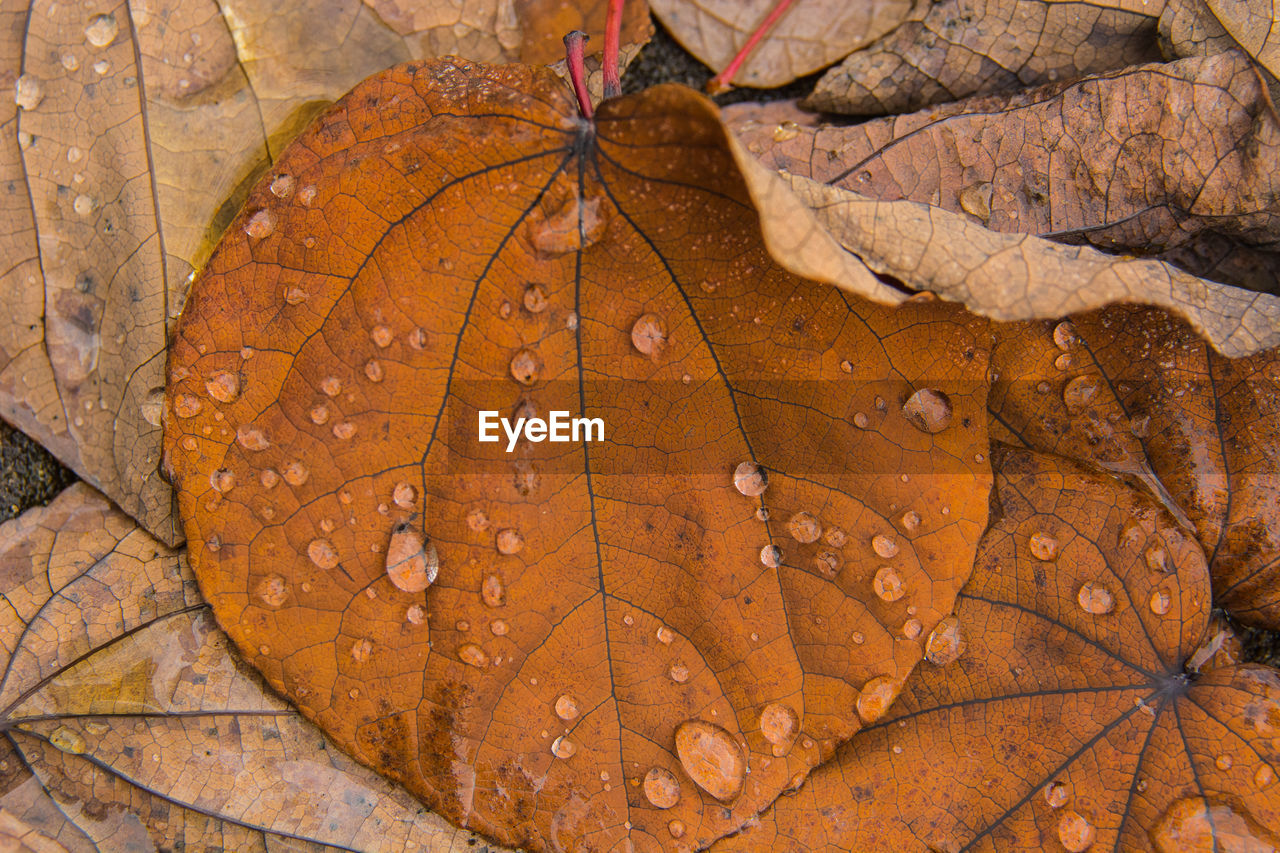 CLOSE-UP OF BUTTERFLY ON AUTUMN LEAVES