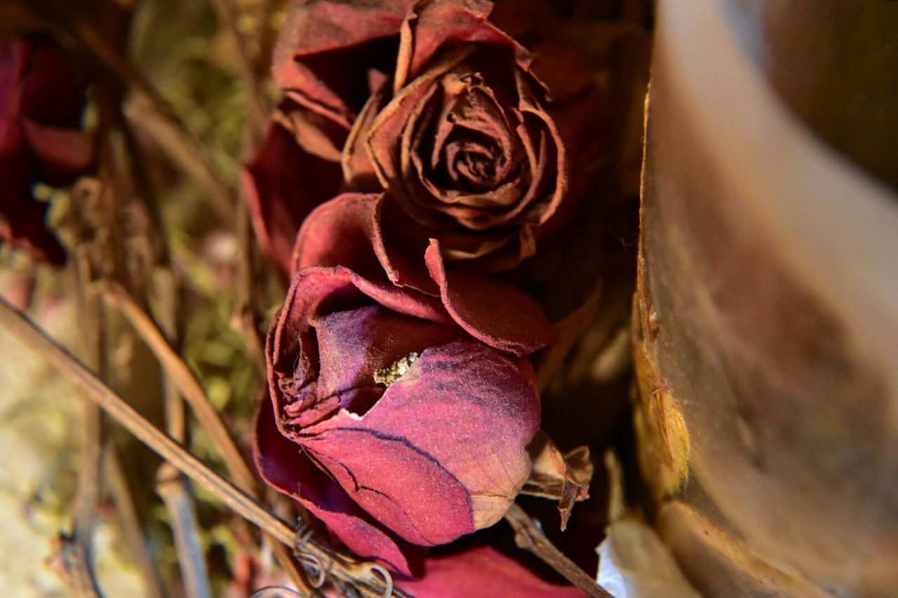 Close-up of dry red roses