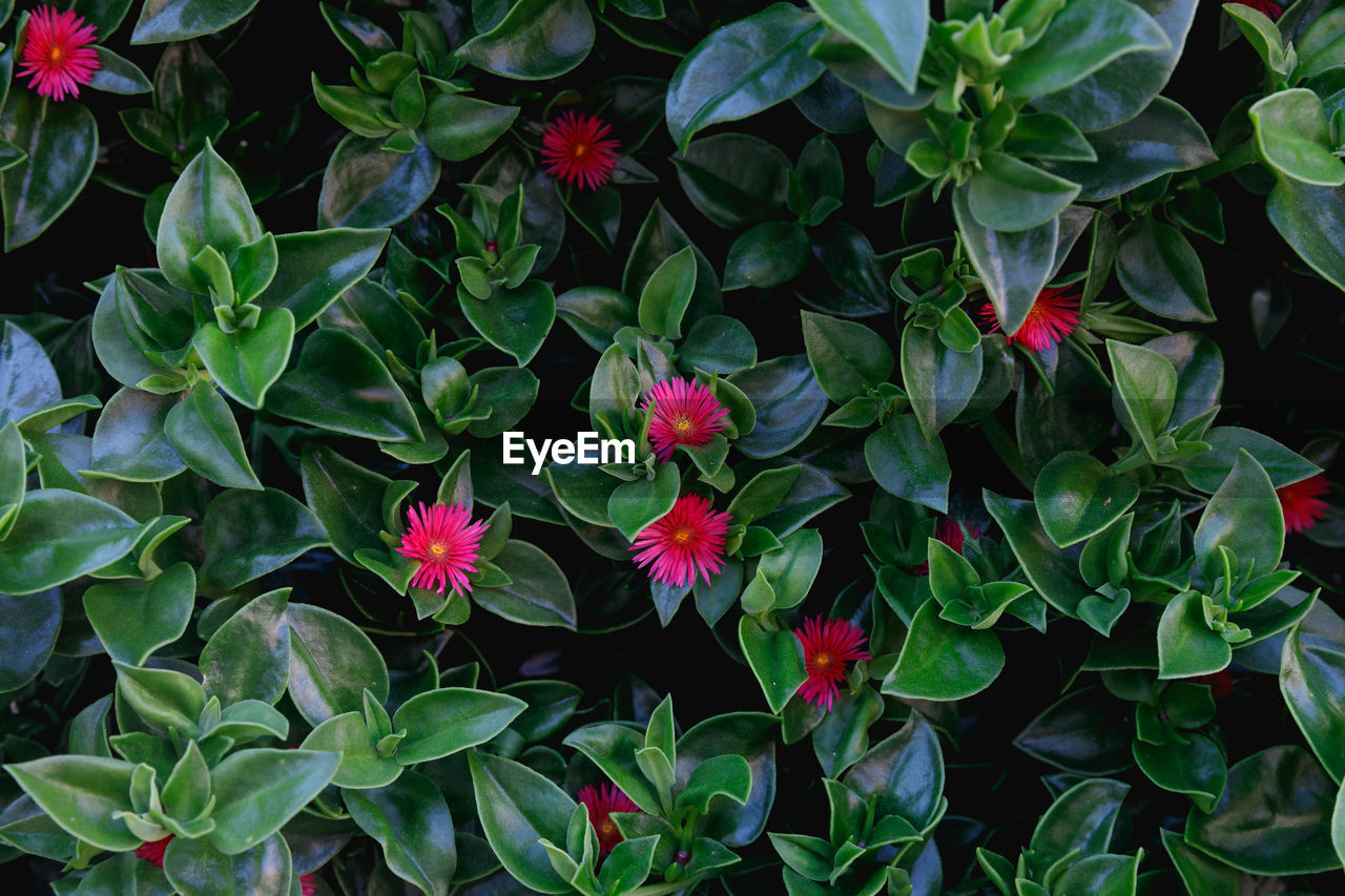 High angle view of pink flowering plants