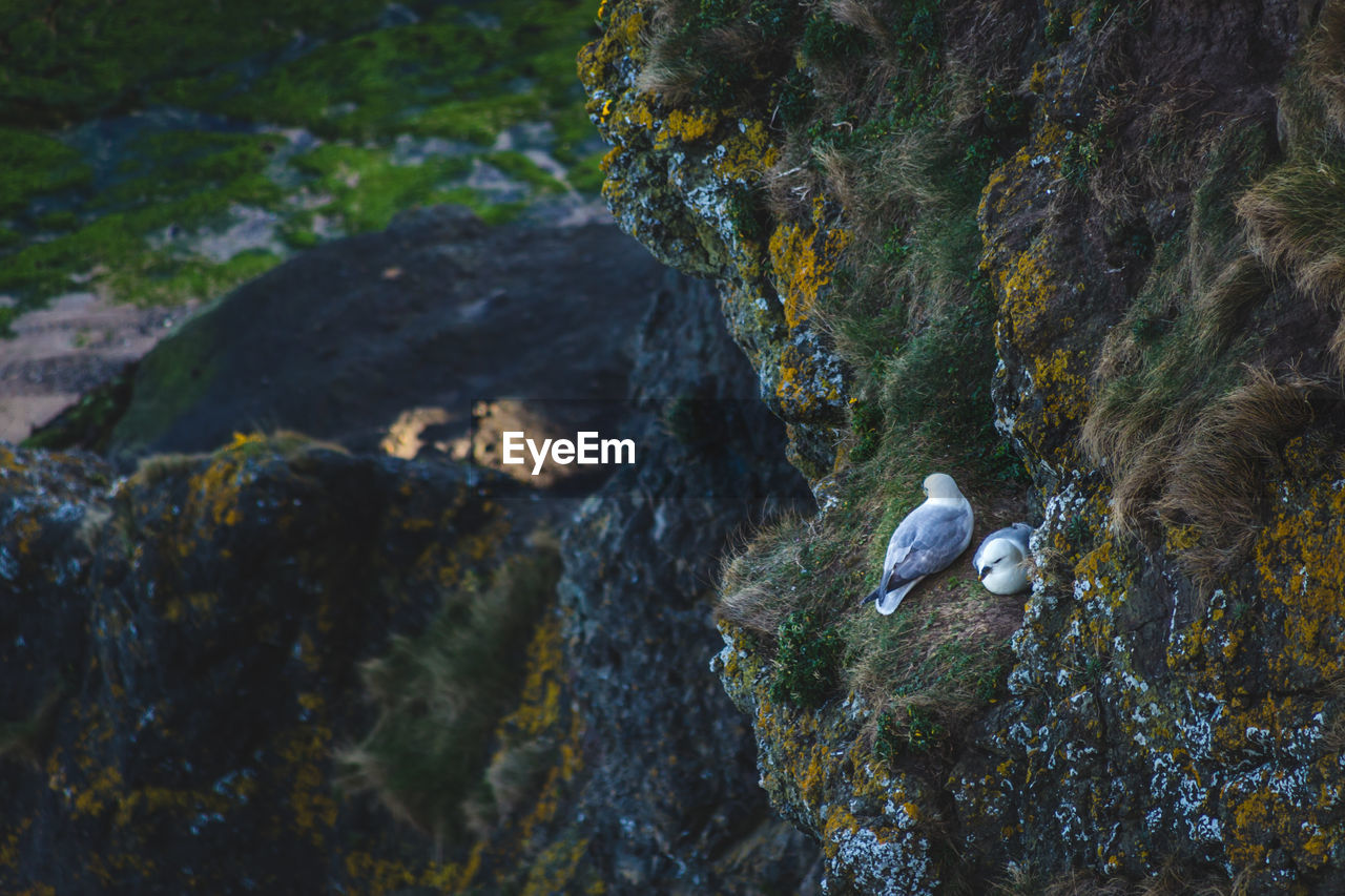 High angle view of seagulls on rocky cliff