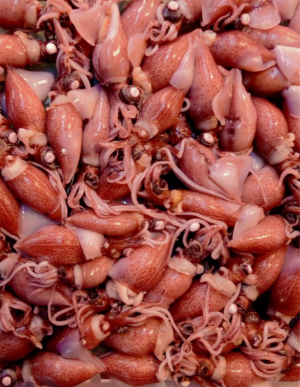 Close up of squids