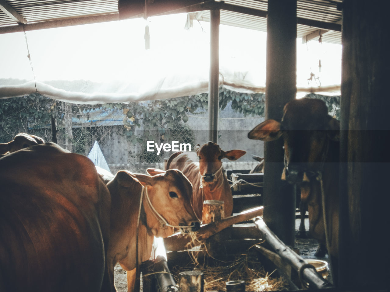 Cows in barn