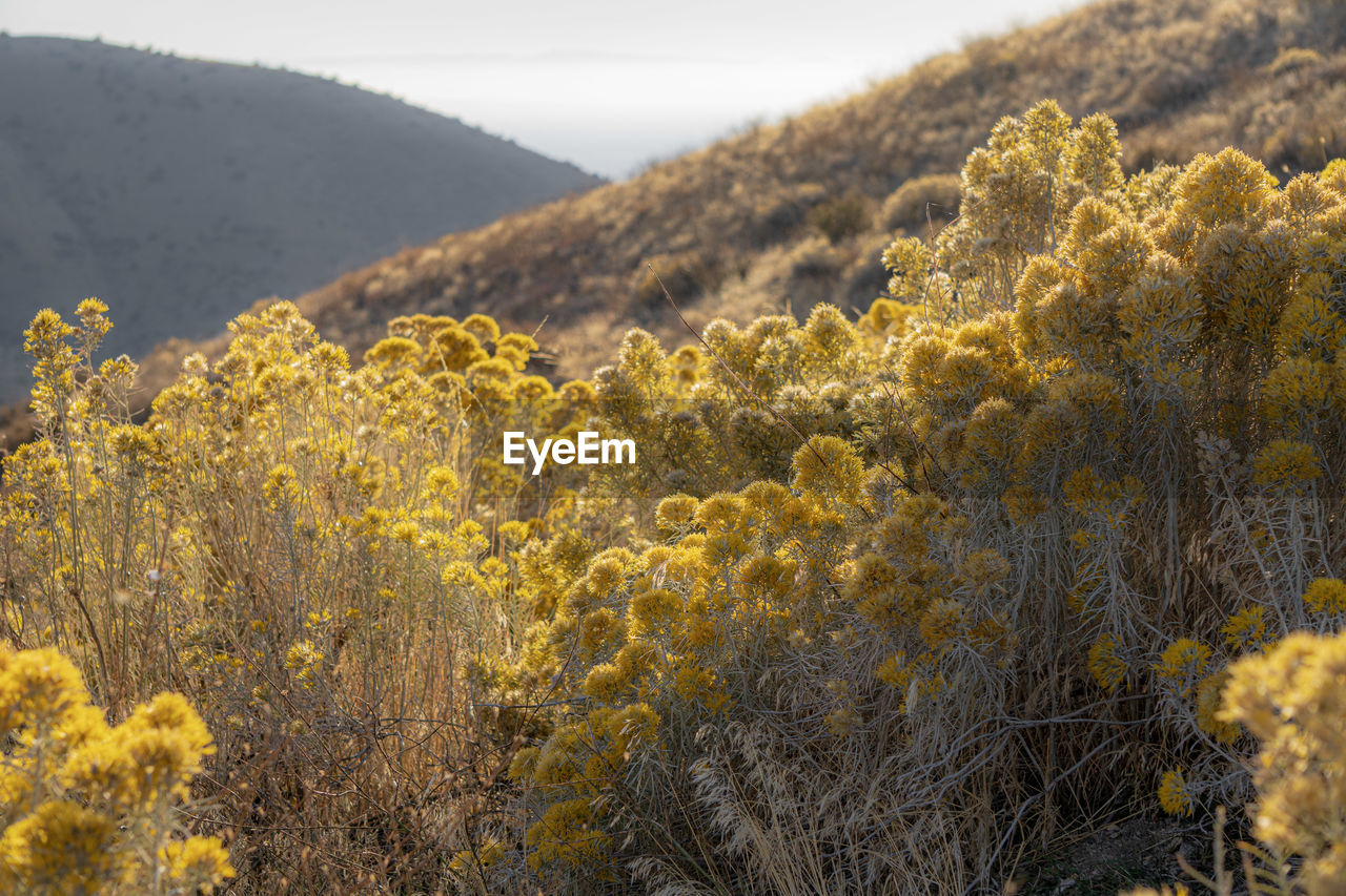 Scenic view of yellow flowering plants on land