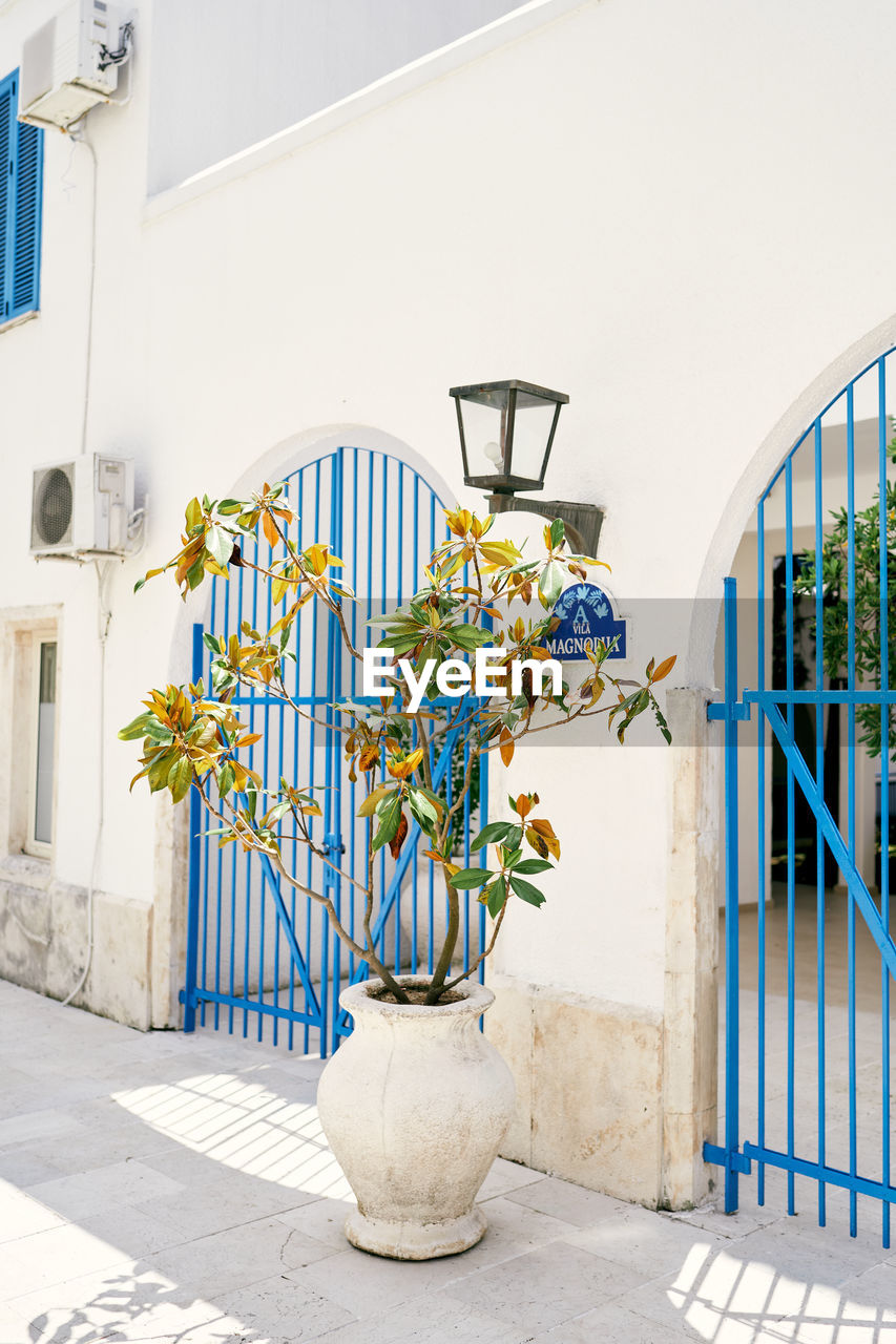 POTTED PLANTS AGAINST BUILDING