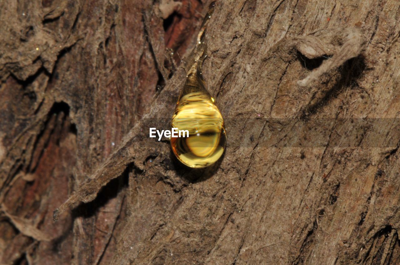 EXTREME CLOSE UP OF TREE BARK