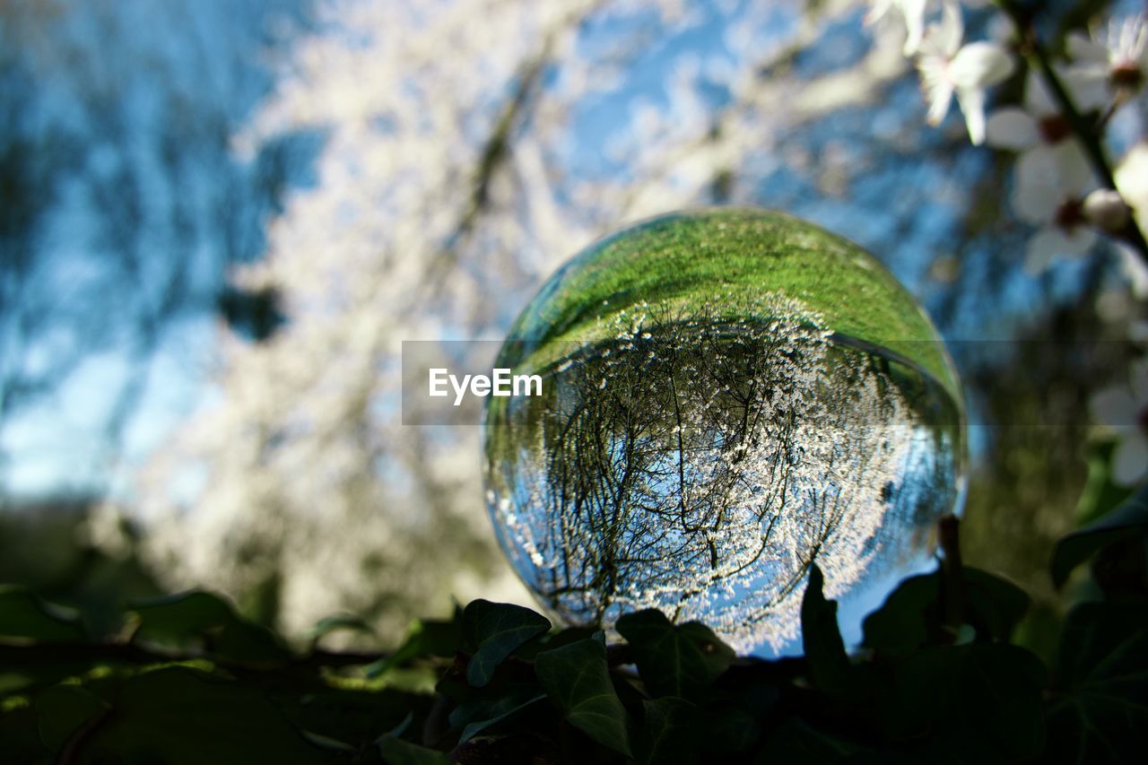 nature, green, sunlight, leaf, plant, tree, macro photography, flower, reflection, no people, branch, close-up, focus on foreground, light, growth, outdoors, autumn, beauty in nature, day, sky, plant part, environment, grass, blue, sphere, food and drink, freshness, food, land