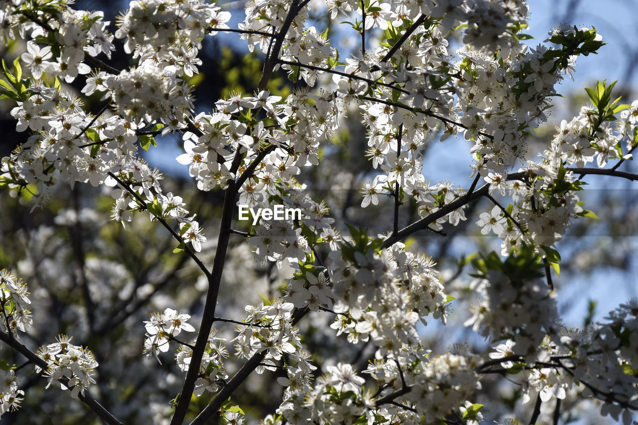 plant, tree, flower, flowering plant, growth, beauty in nature, fragility, freshness, blossom, springtime, branch, nature, spring, white, no people, low angle view, day, fruit tree, close-up, botany, produce, outdoors, sky, focus on foreground, twig, inflorescence, prunus spinosa, sunlight, flower head, cherry blossom, backgrounds, apple tree, agriculture