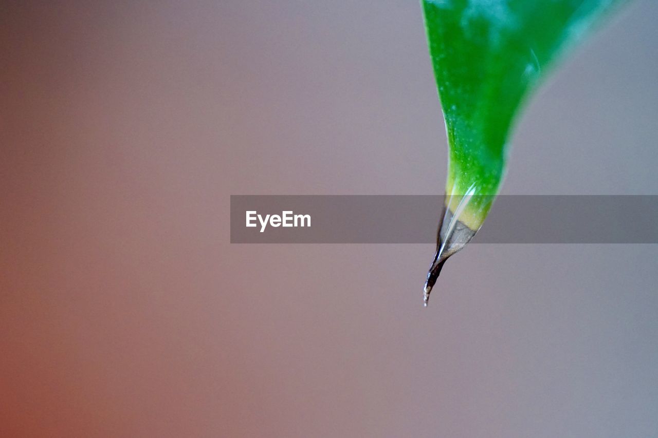 Green leaf against blurred background