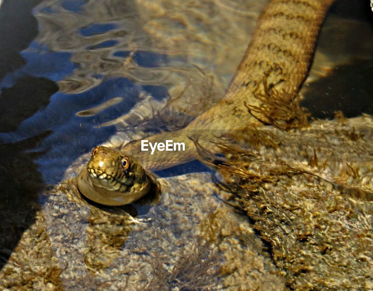 VIEW OF TURTLE IN WATER