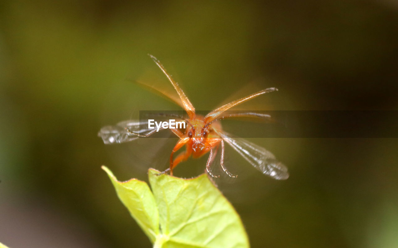 CLOSE-UP OF INSECT ON A FLOWER