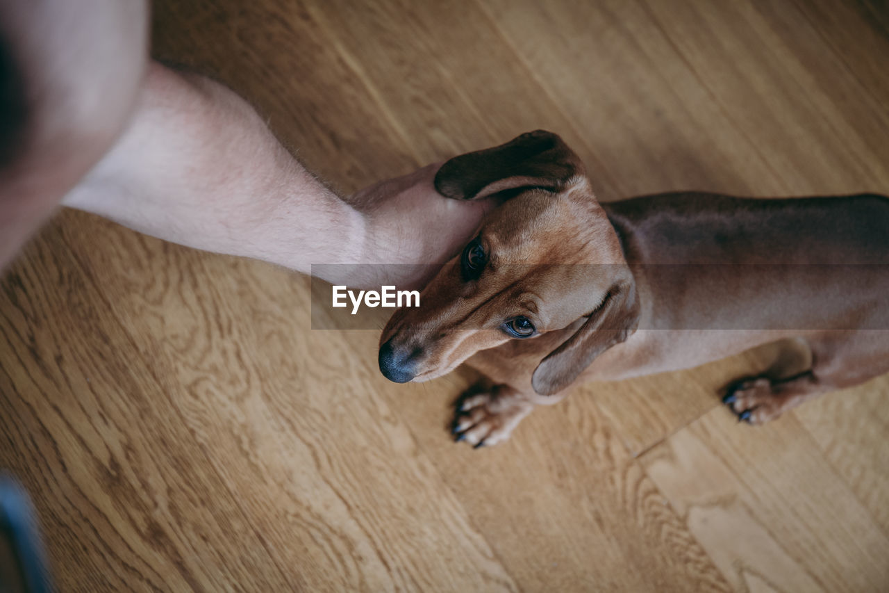 Cropped hand of man petting dog standing on hardwood floor