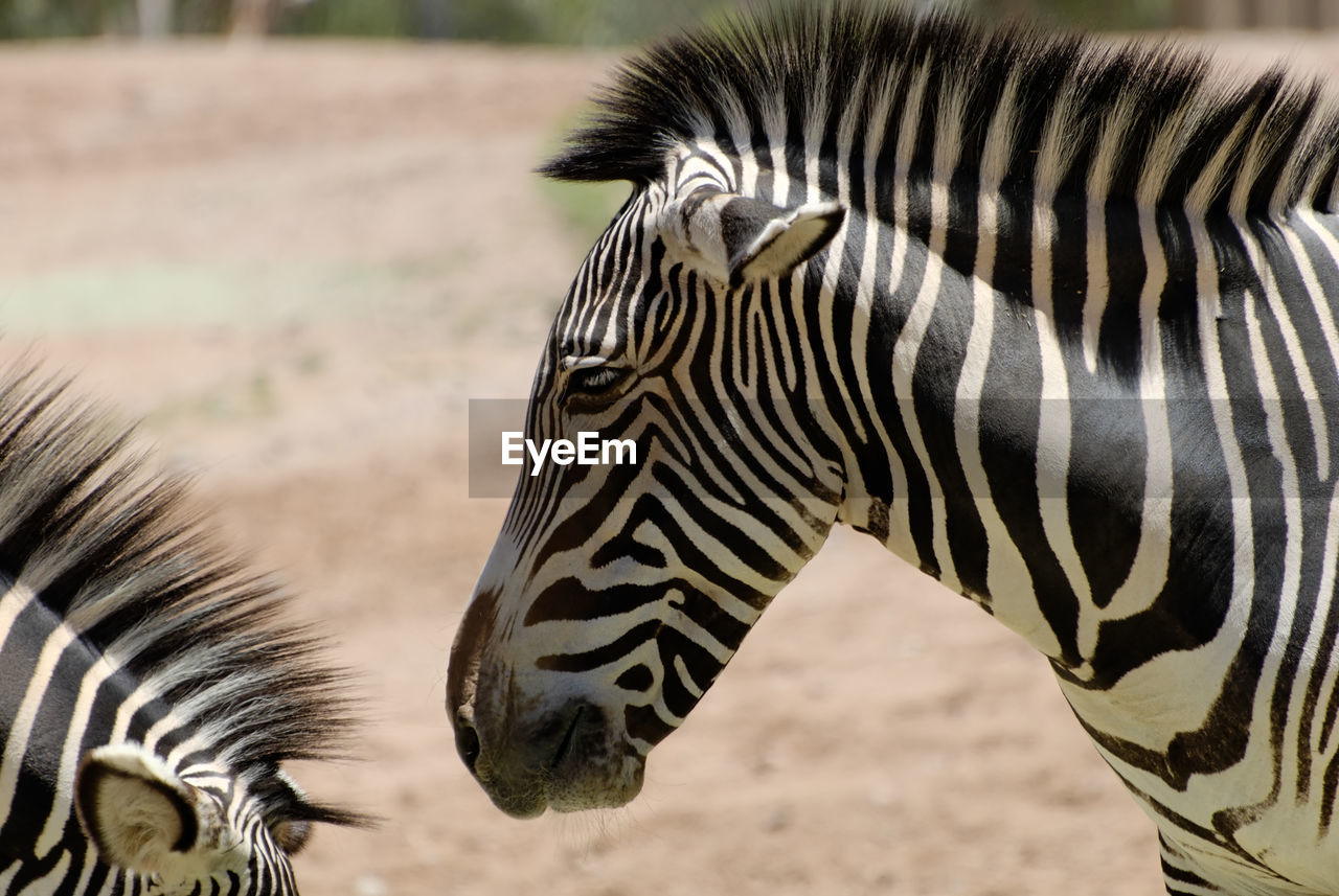 Close-up of zebra