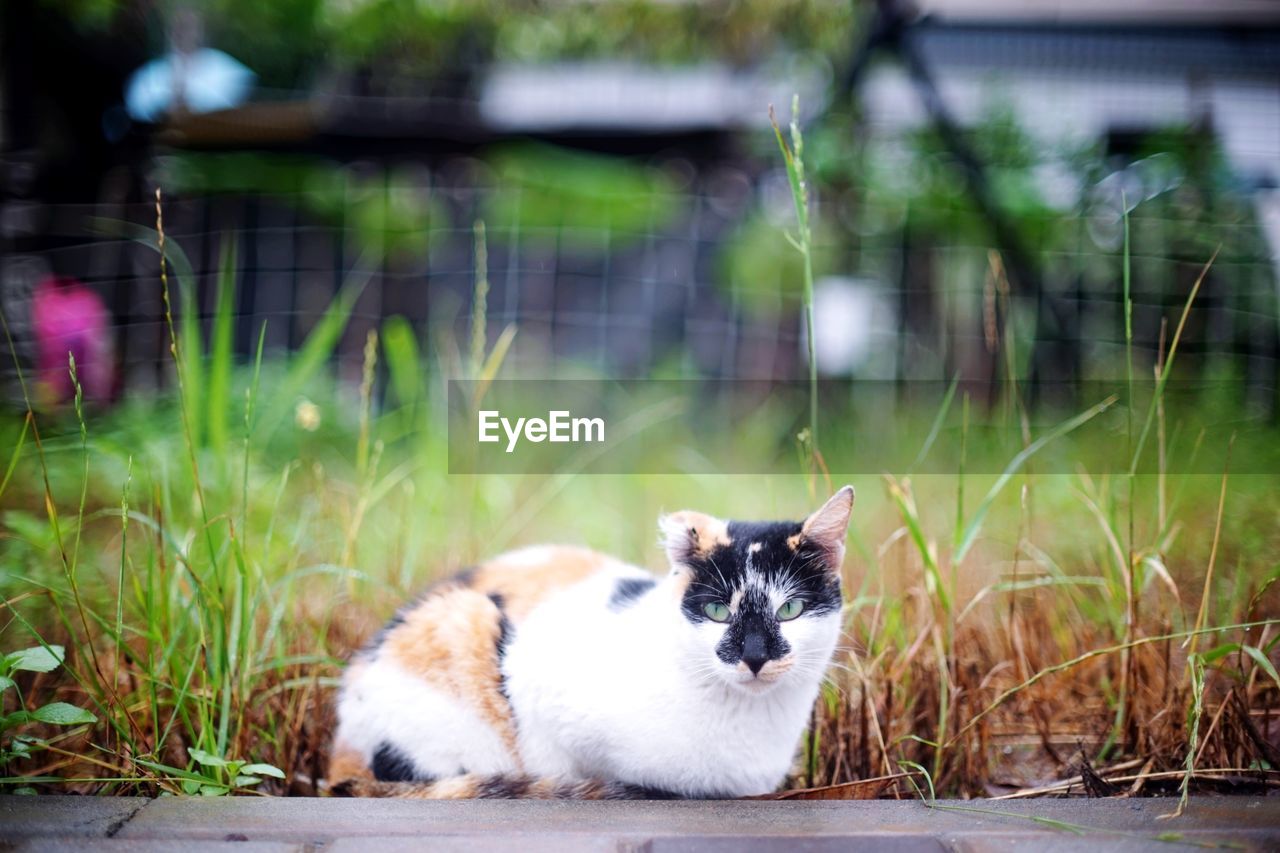 CLOSE-UP PORTRAIT OF CAT