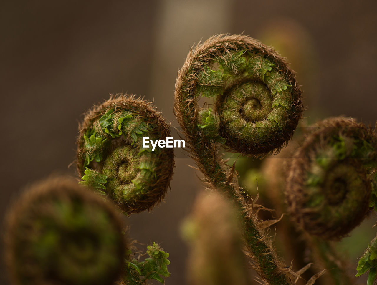 CLOSE-UP OF FERN