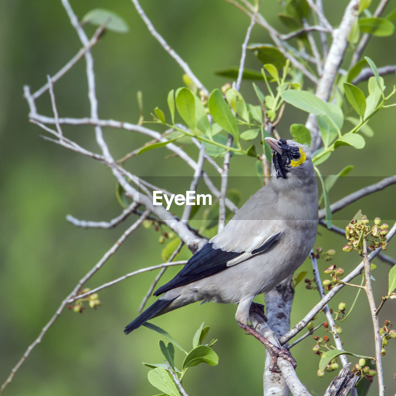 CLOSE-UP OF A BIRD PERCHING ON BRANCH