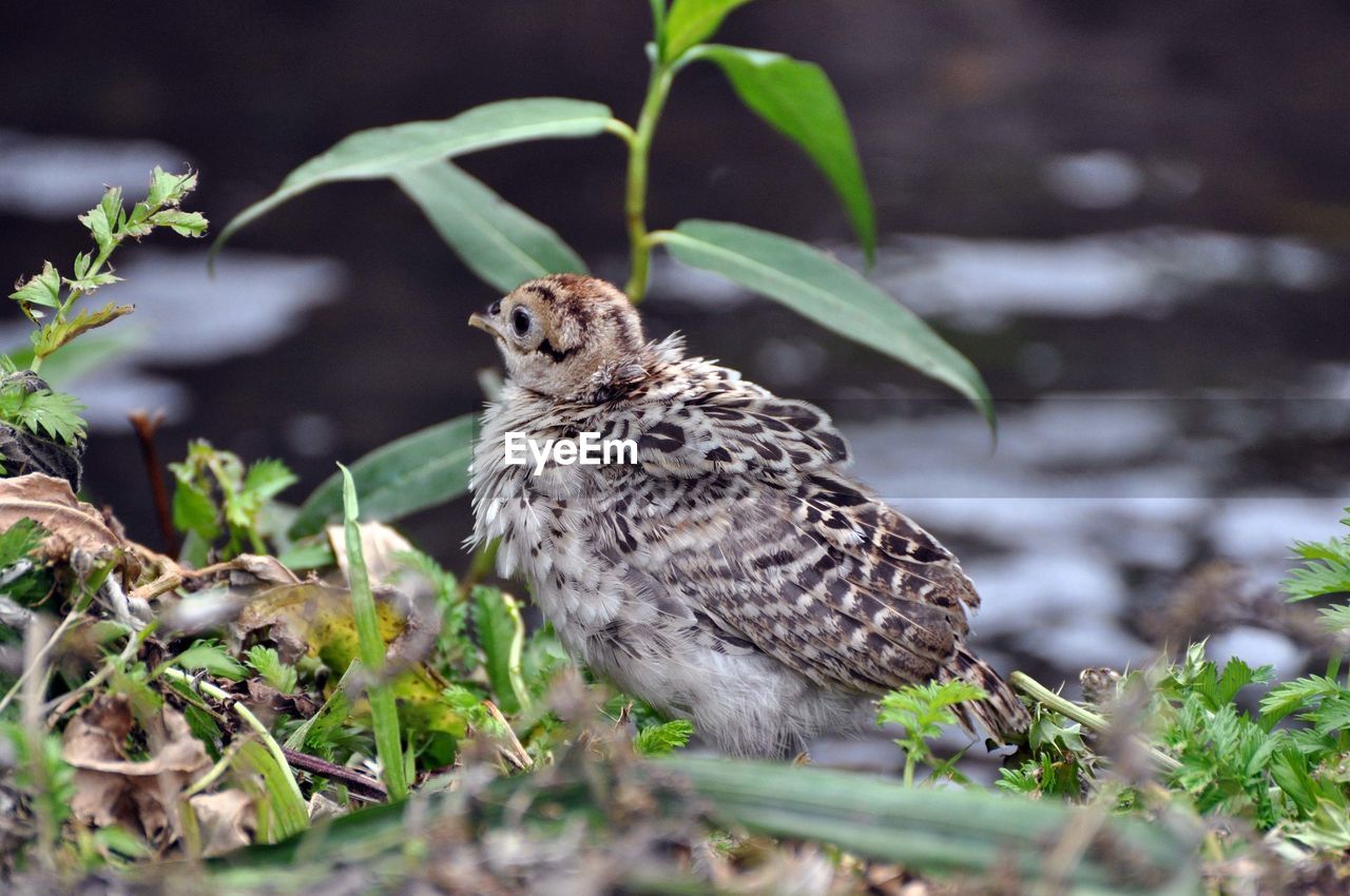 High angle view of bird perching on riverbank