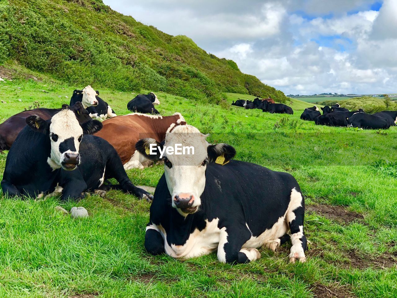Cows sitting on land