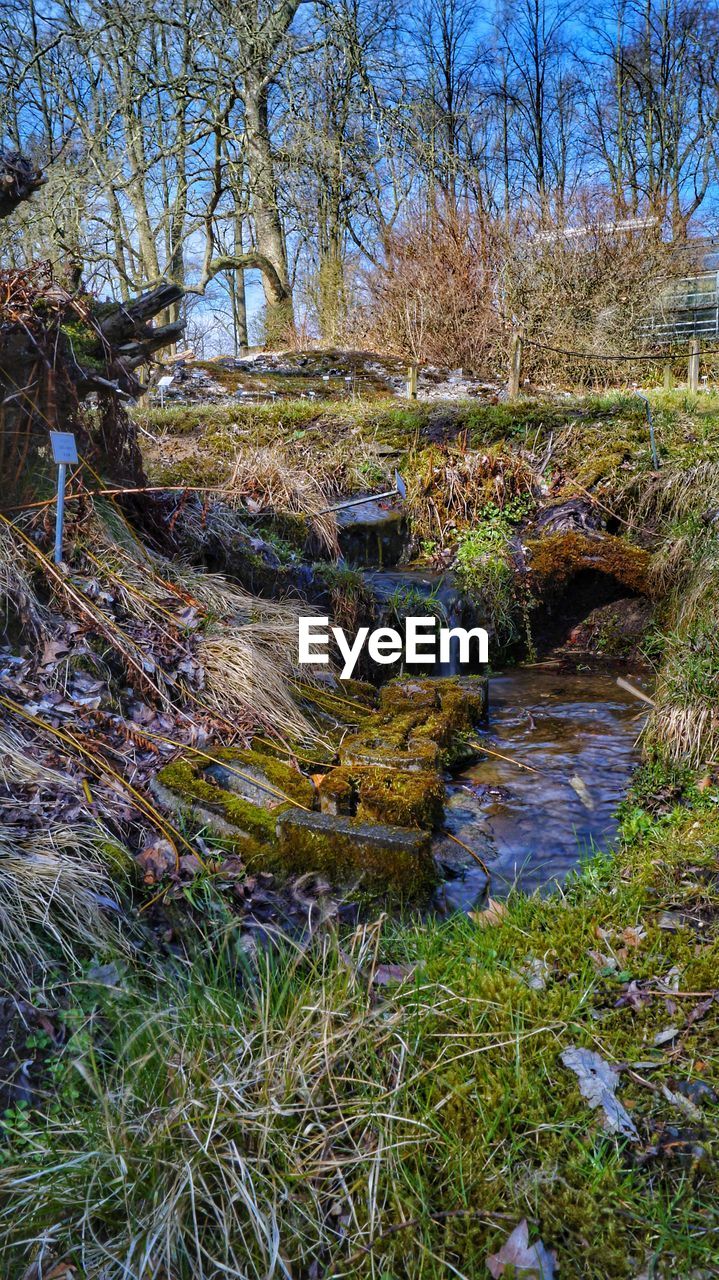 PLANTS IN FOREST