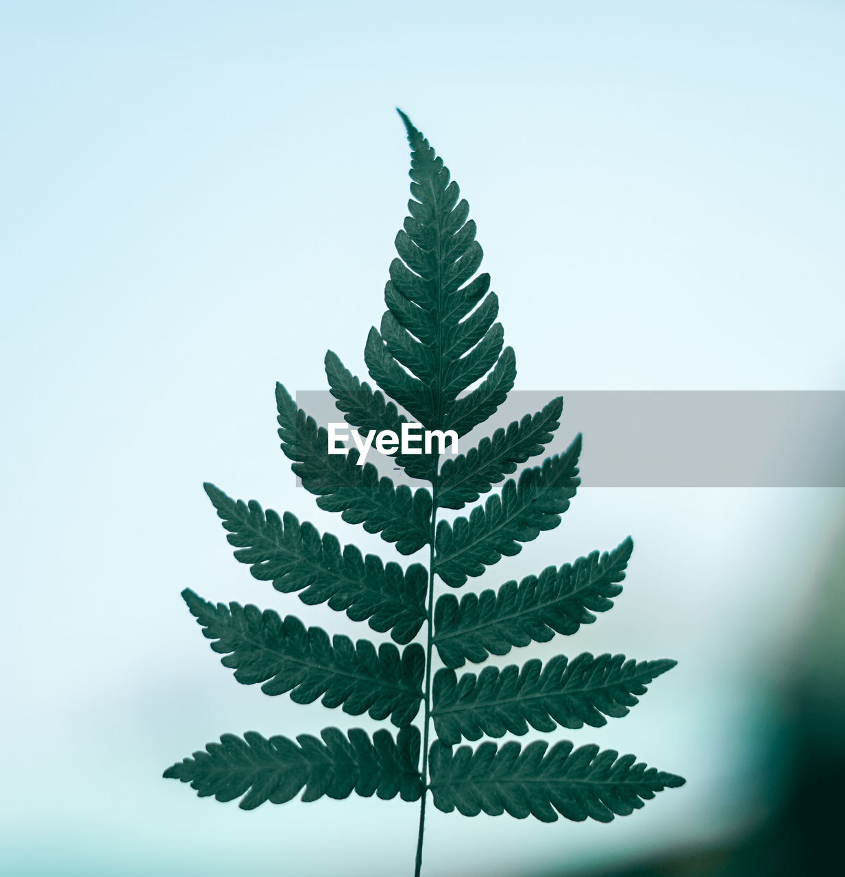 Close-up of fern leaves against sky