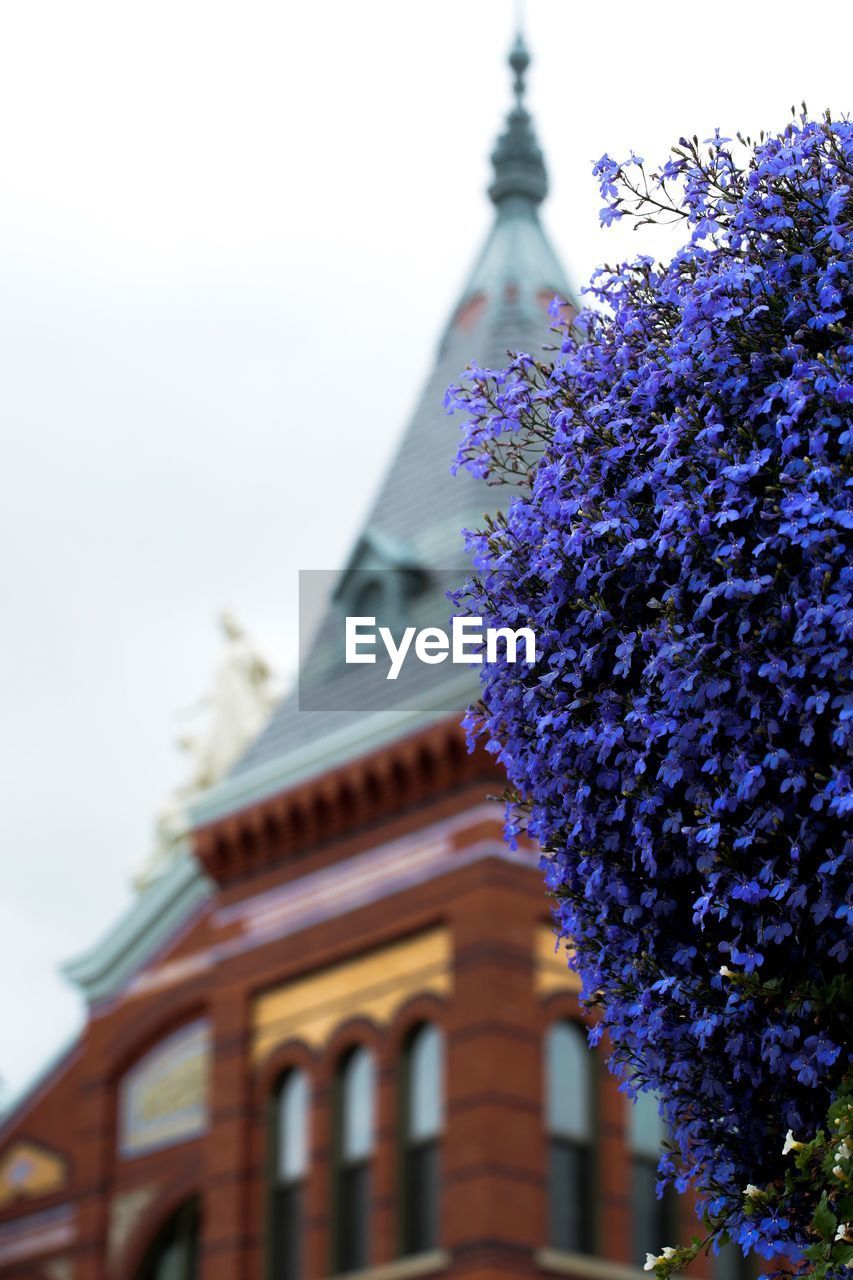 LOW ANGLE VIEW OF PURPLE FLOWERS AGAINST BUILDING