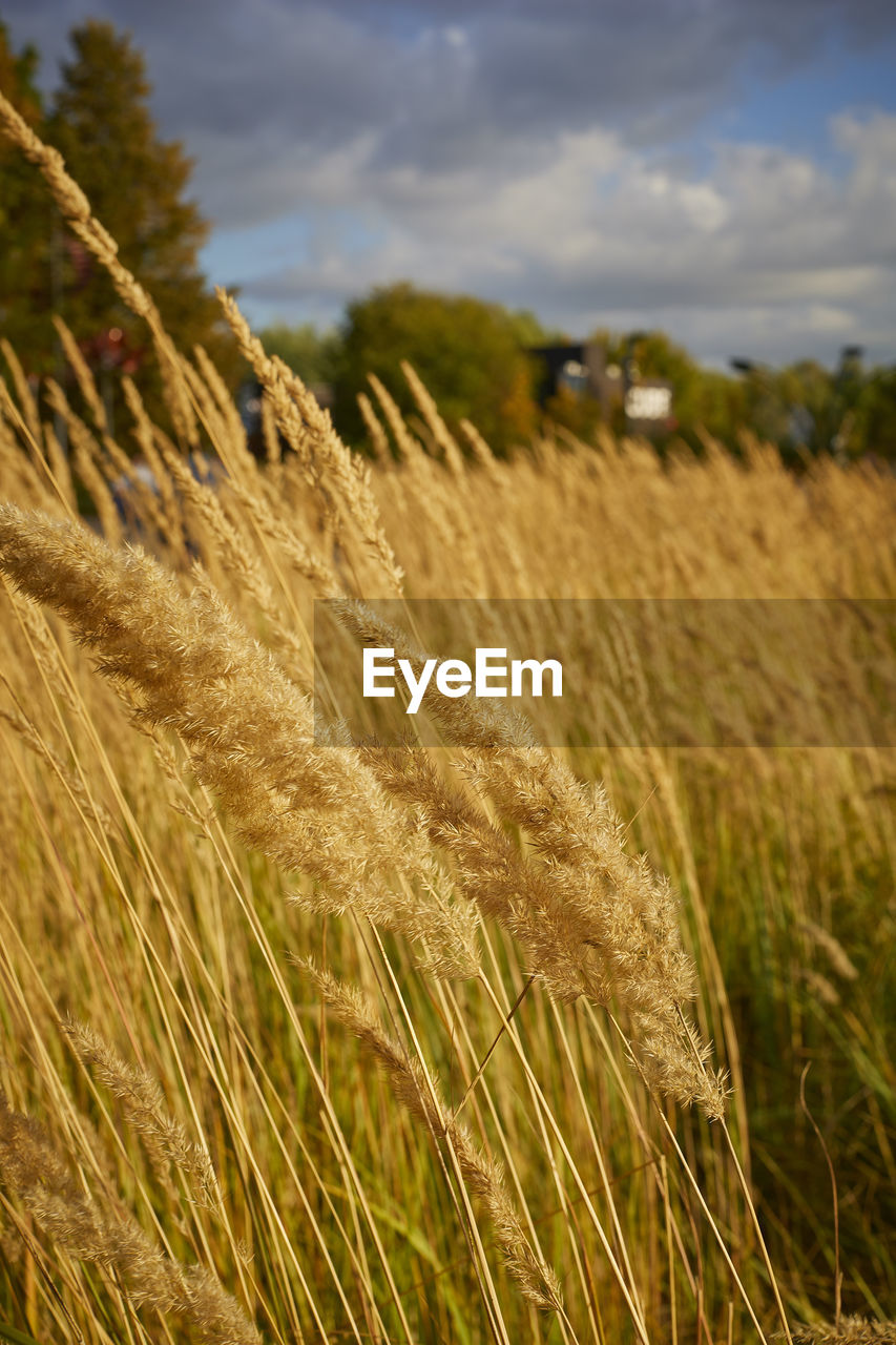 plant, landscape, agriculture, field, land, rural scene, crop, grass, cereal plant, sky, cloud, growth, nature, environment, farm, beauty in nature, barley, no people, wheat, food, grassland, scenics - nature, day, tranquility, prairie, focus on foreground, outdoors, close-up, rye, tranquil scene, summer, hordeum, soil, meadow, harvesting, rural area, food grain