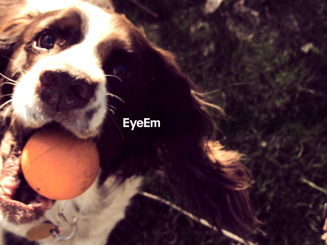 CLOSE-UP PORTRAIT OF DOG