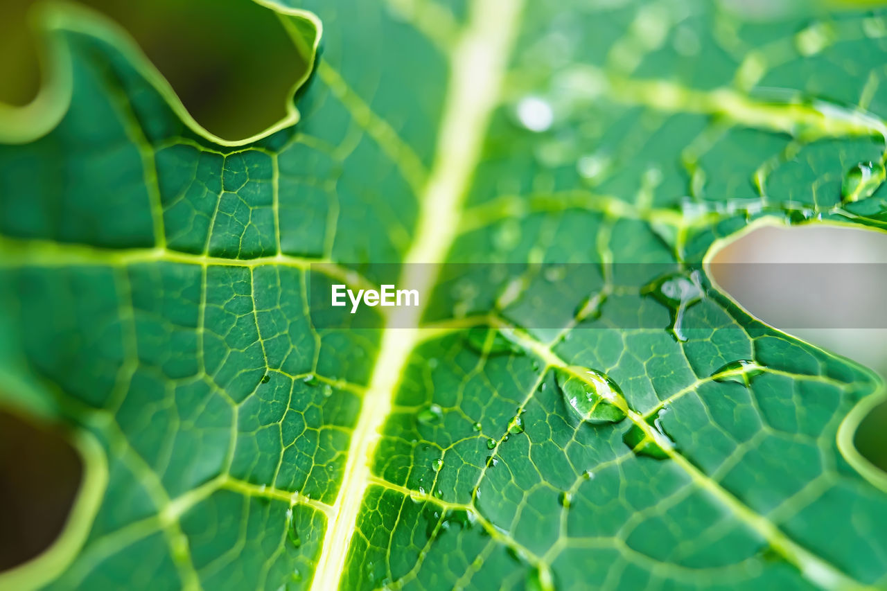 CLOSE-UP OF FRESH GREEN LEAVES