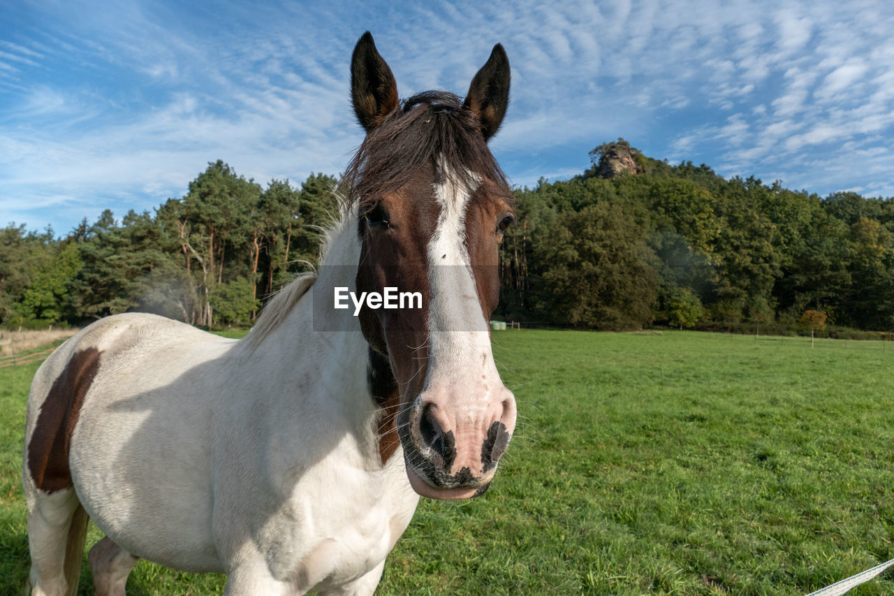 Skewbald horse standing on a grassy field