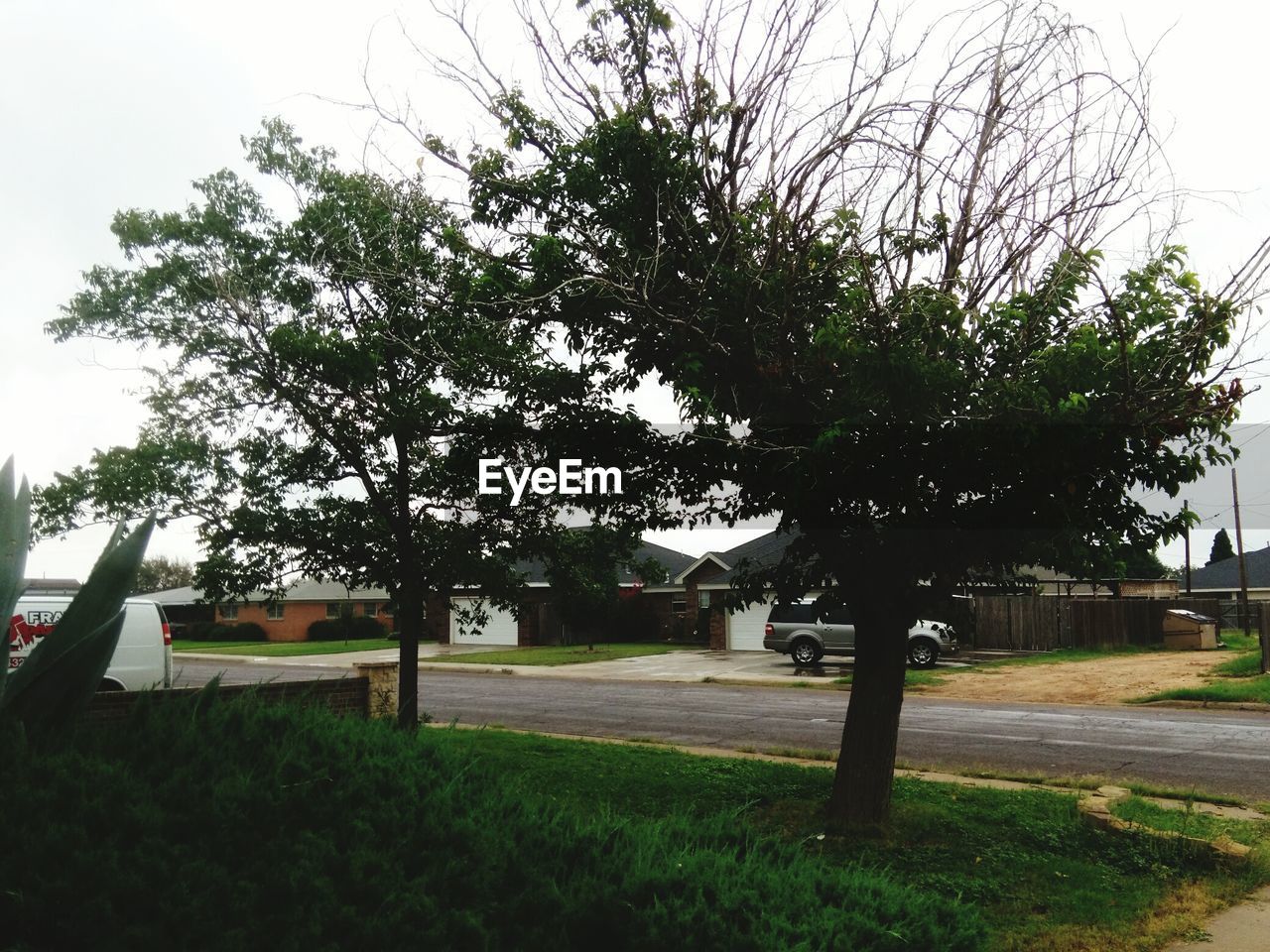 VIEW OF TREES ALONG ROAD