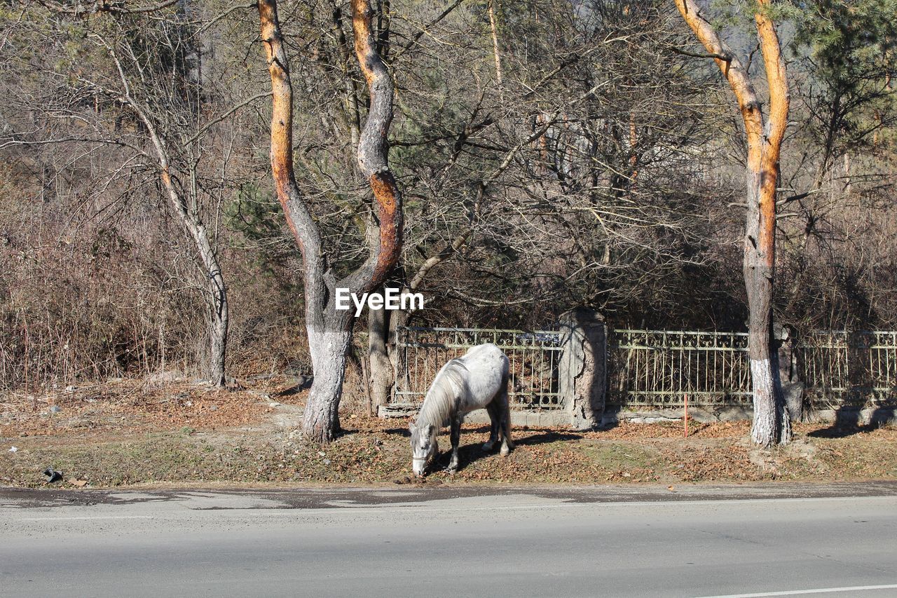 View of horse cart on road