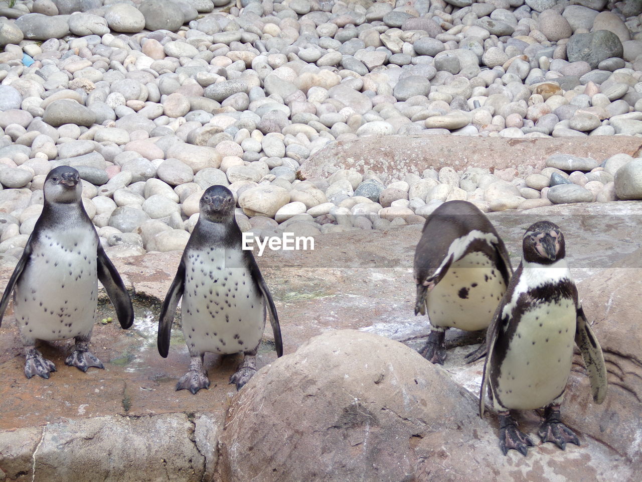 Penguins. . 4 best friends 
