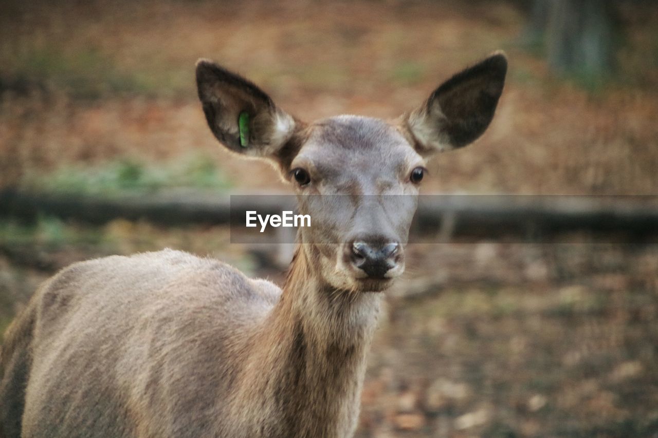 animal themes, animal, mammal, portrait, wildlife, looking at camera, animal wildlife, one animal, deer, focus on foreground, no people, nature, day, outdoors, standing, domestic animals, close-up