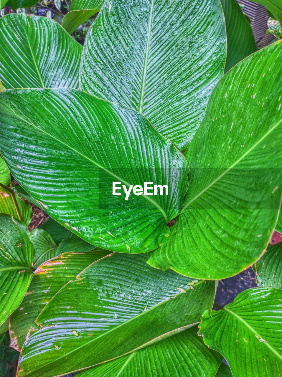 leaf, plant part, green, plant, growth, tree, beauty in nature, nature, close-up, full frame, flower, backgrounds, no people, freshness, leaf vein, day, outdoors, pattern, leaves, botany, lush foliage