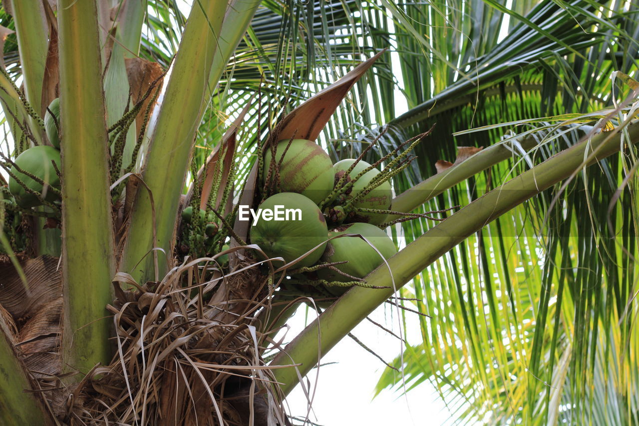 LOW ANGLE VIEW OF FRESH COCONUT PALM TREE