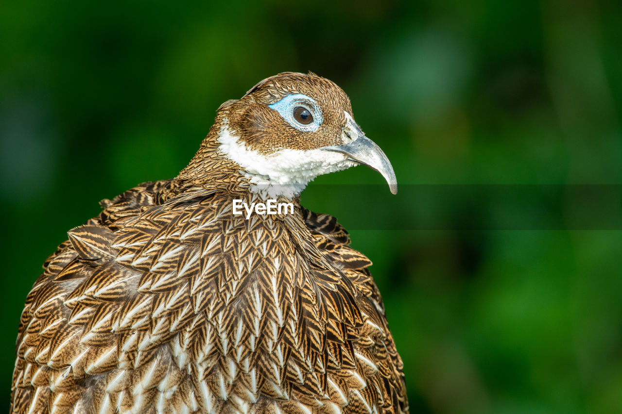 CLOSE-UP OF A OWL