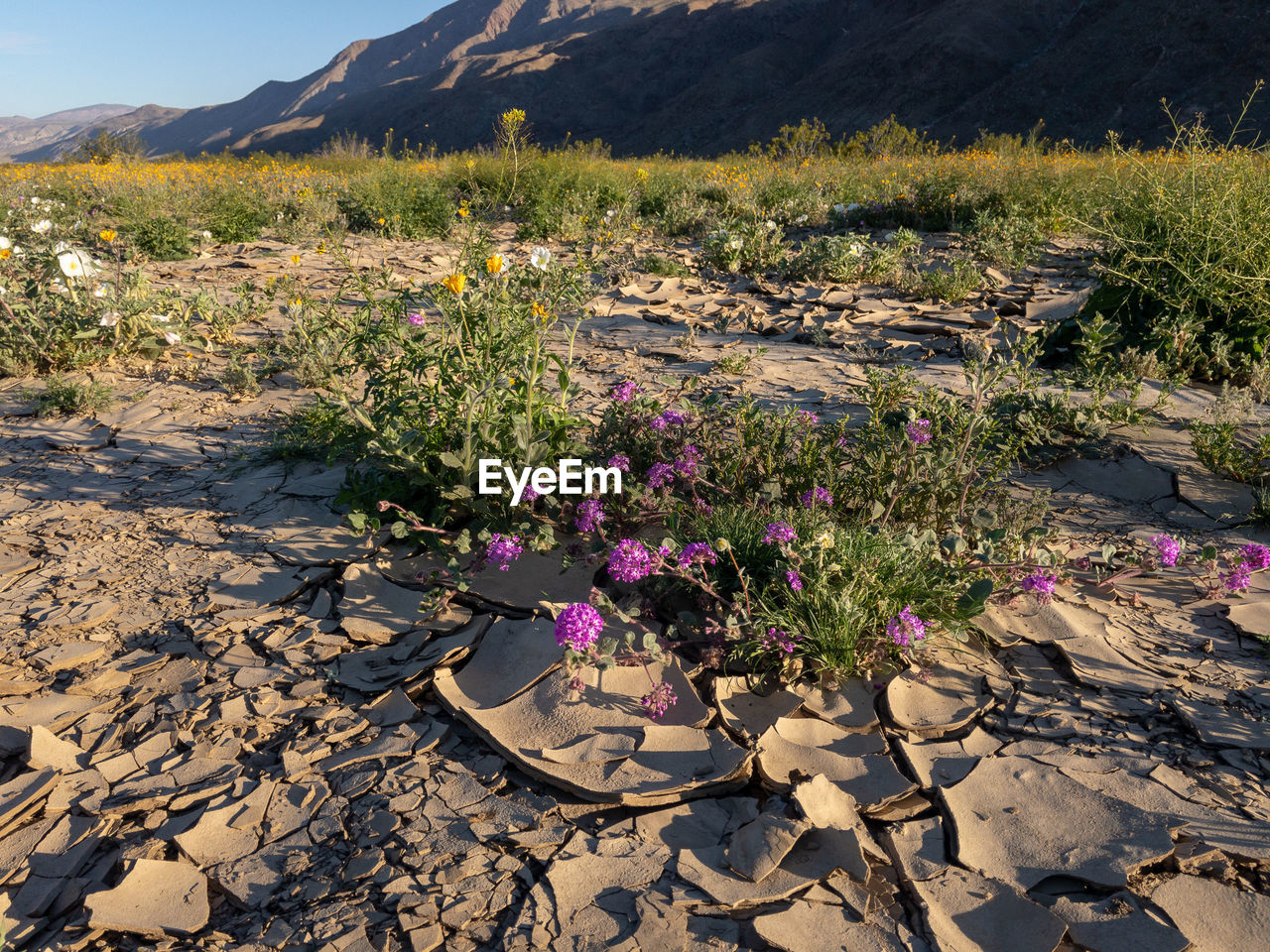 Field of wildflowers during a superbloom in anza borrego desert state park in california