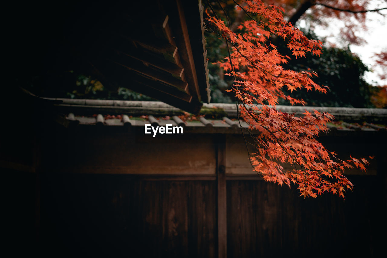 Low angle view of tree by building during autumn
