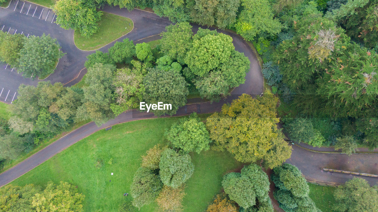 High angle view of plants growing on land