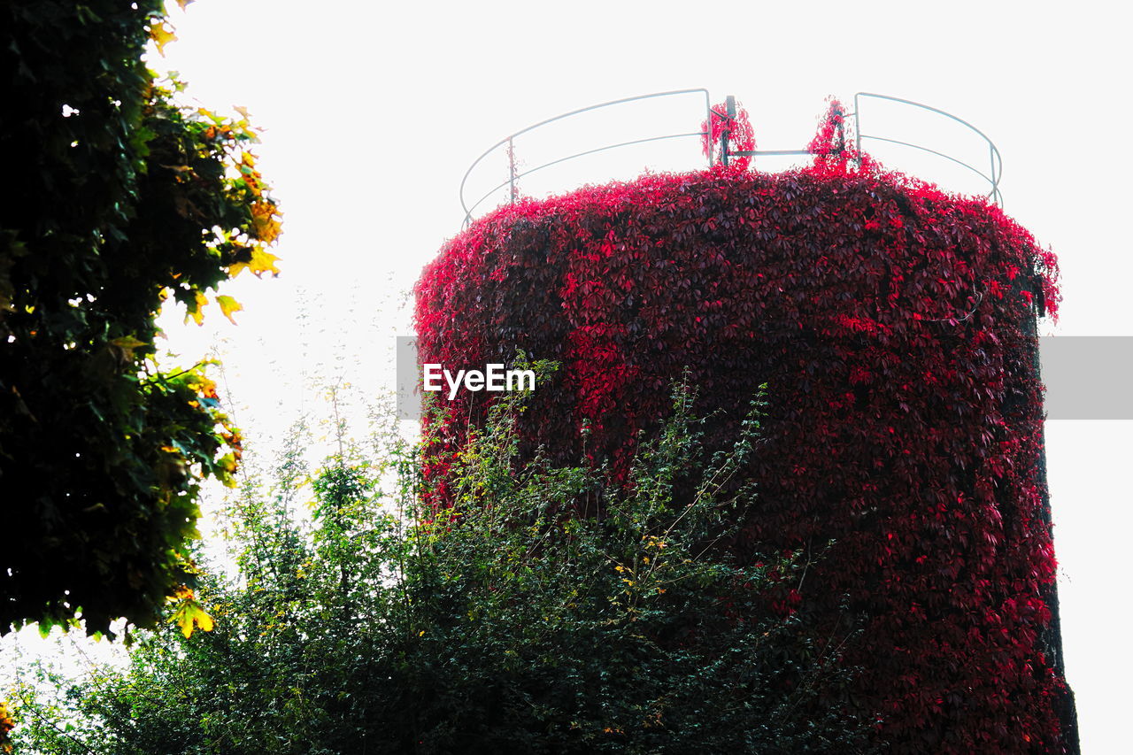 LOW ANGLE VIEW OF FLOWERING PLANTS AGAINST CLEAR SKY