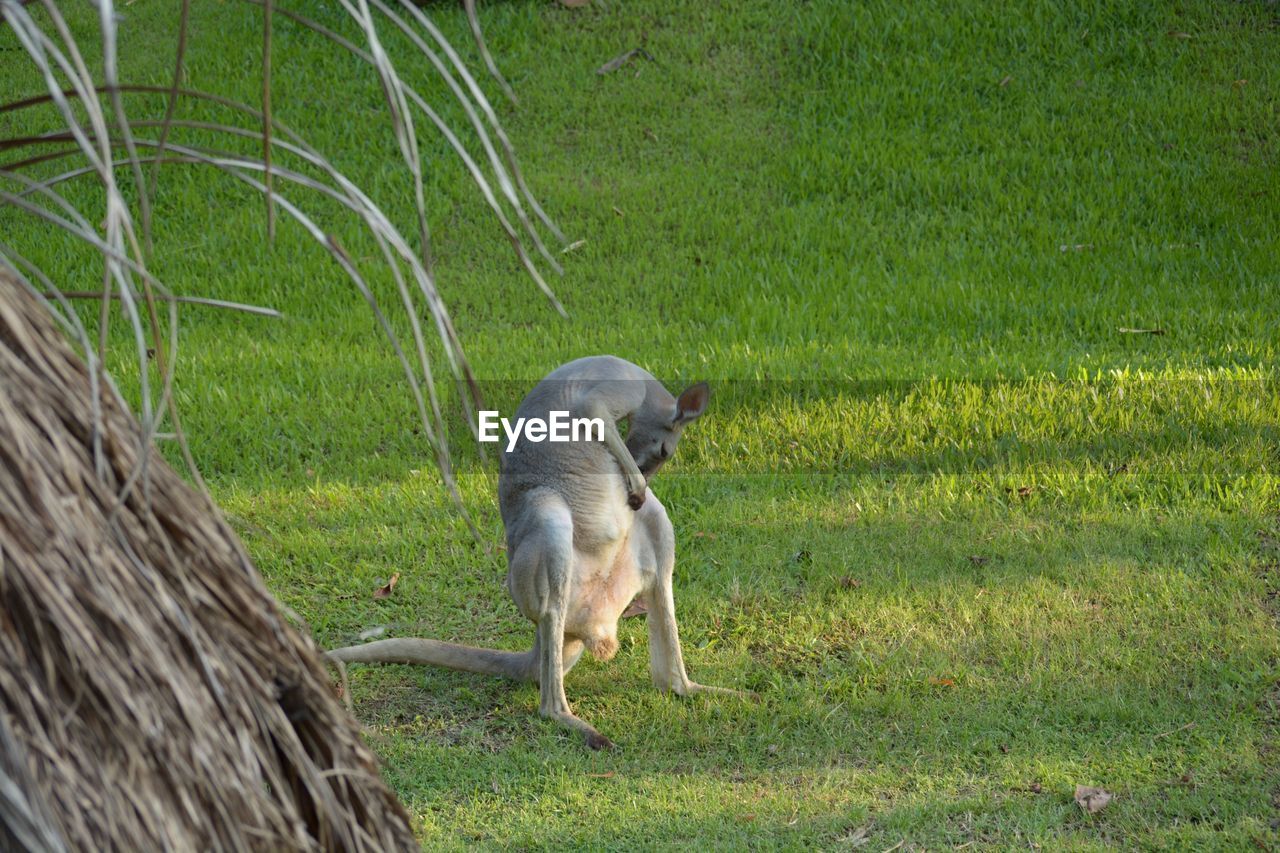 DOG ON FIELD BY LAND AGAINST GRASS