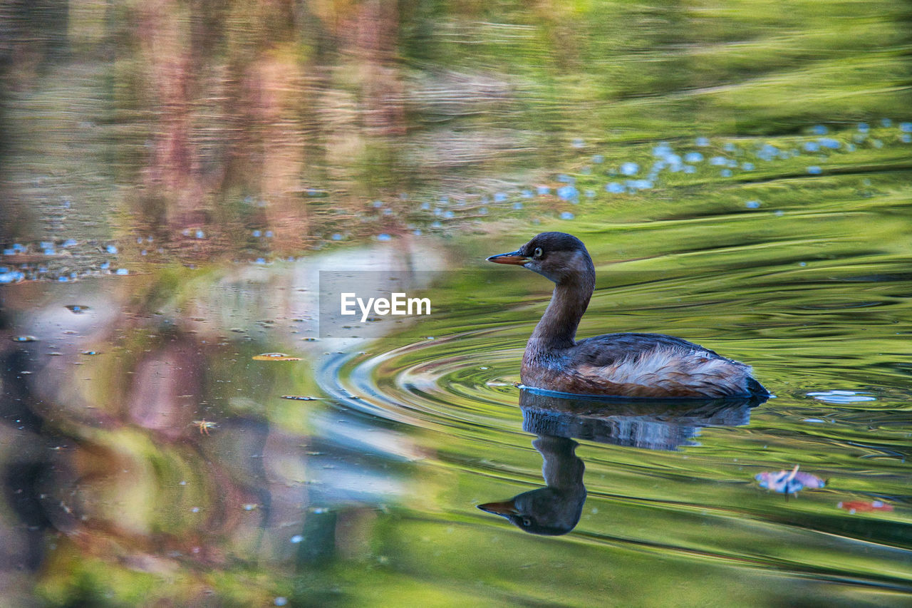 DUCK IN LAKE