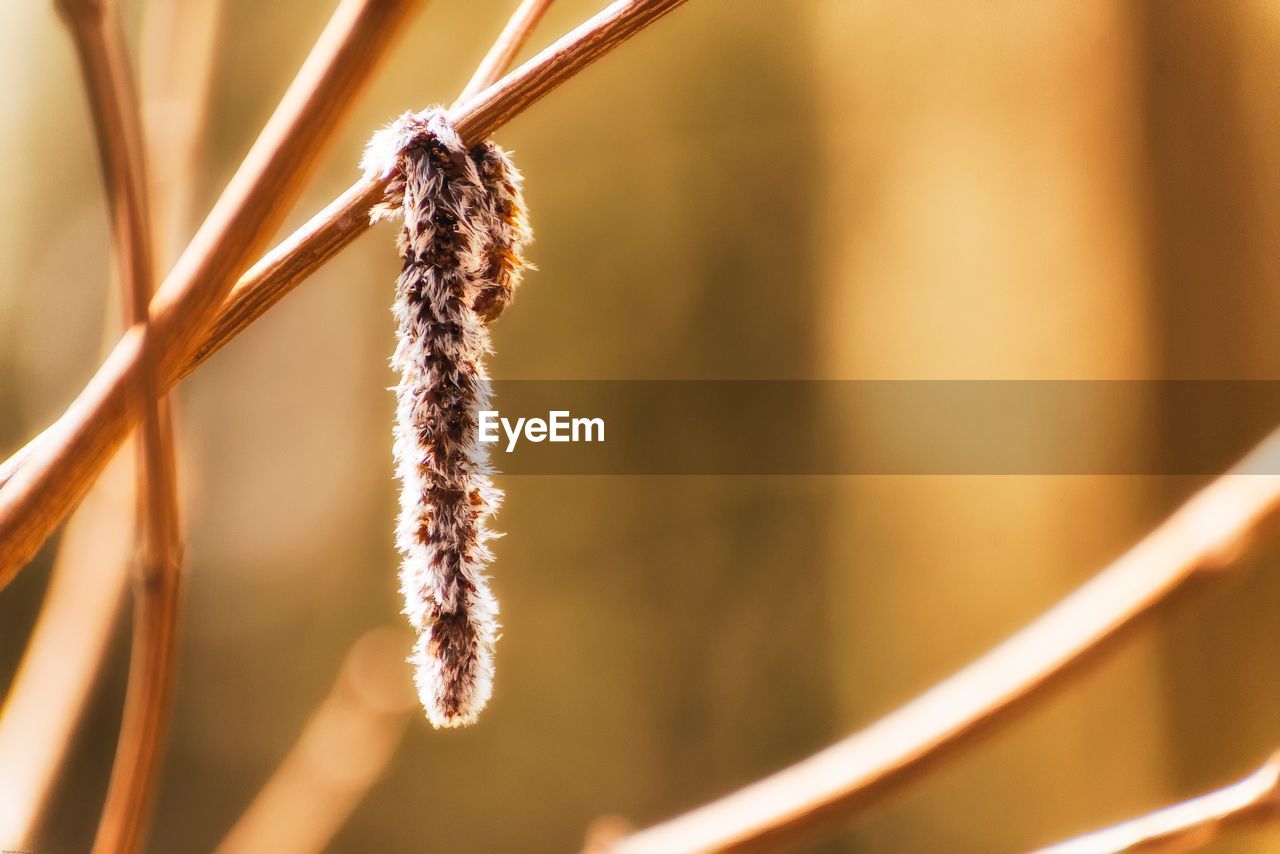 Close-up of dried plant